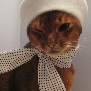 Meet your Posher, Asma